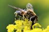 Eristalis nemorum